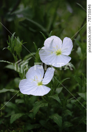 Evening Primrose 1 immediately after flowering in the evening Evening Primrose 1 immediately after flowering in the evening 78738846