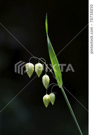 Light green spikelets of Copansou 1 78738850