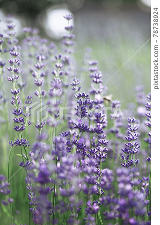 Provence - lavender field Provence - lavender field 78738924