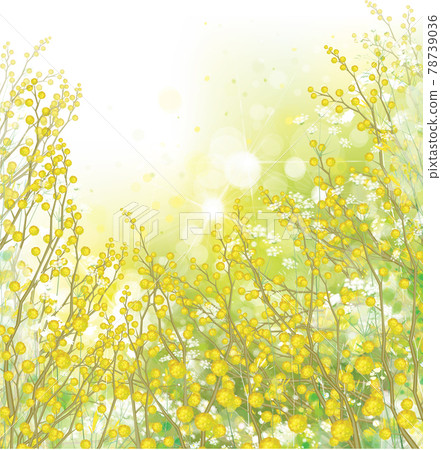 Vector spring, floral background. Yellow mimosa flowers and plants. Vector spring, floral background. Yellow mimosa flowers and plants. 78739036