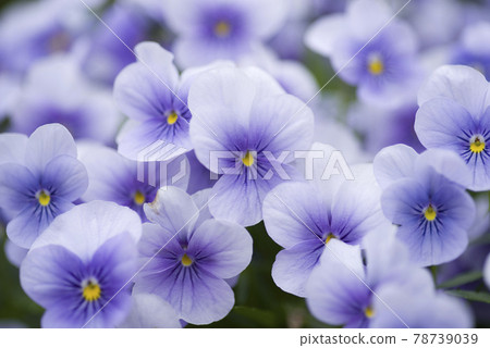 Purple pansy flowers are in bloom on the flowerbeds of the park. Purple pansy flowers are in bloom on the flowerbeds of the park. 78739039