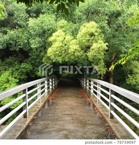 A small bridge leading to the forest after the rain 78739097