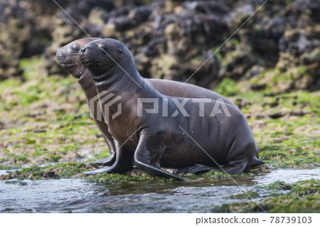 Sea Lion pup , Patagonia Argentina Sea Lion pup , Patagonia Argentina 78739103