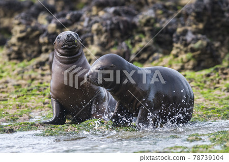 Sea Lion pup , Patagonia Argentina 78739104