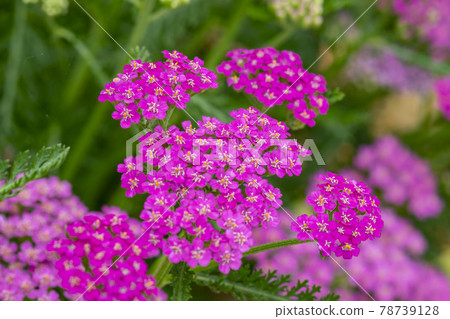 yarrow yarrow 78739128