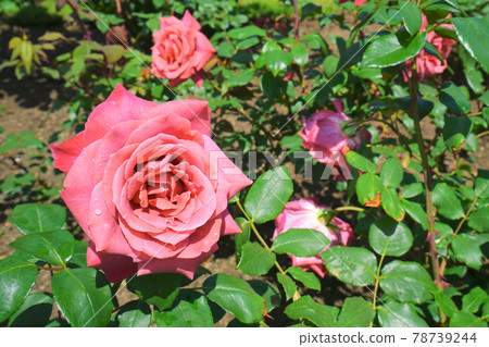 Rose garden, Nagaoka city, Niigata prefecture, Japan Rose garden, Nagaoka city, Niigata prefecture, Japan 78739244