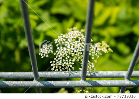 Tiny white cow parsley flowers behind the fence, selective focus with bokeh background. also known as wild chervil. Tiny white cow parsley flowers behind the fence, selective focus with bokeh background. also known as wild chervil. 78739336