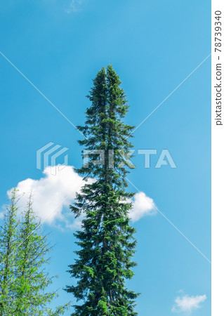 Tall forked spruce in the park at Saimaa canal in Lappeenranta, Finland 78739340