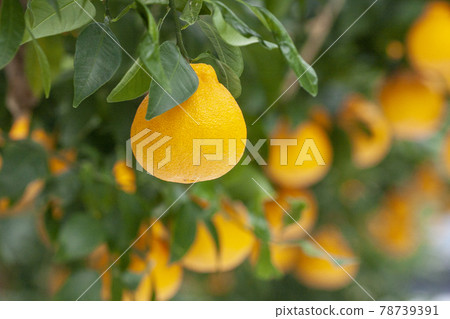 豪華橙子 78739391