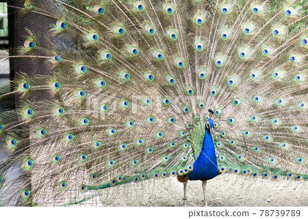 孔雀羽毛 孔雀羽毛 78739789