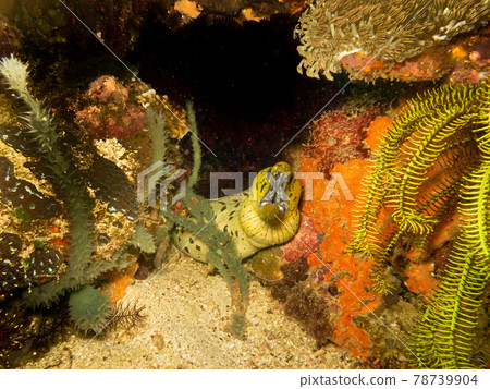Undulated Moray eel, Gymnothorax undulatus, at a Puerto Galera tropical coral reef in the Philippines. These reefs have outstanding biodiversity and are in the center of the coral triangle Undulated Moray eel, Gymnothorax undulatus, at a Puerto Galera tropical coral reef in the Philippines. These reefs have outstanding biodiversity and are in the center of the coral triangle 78739904
