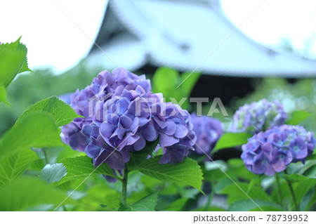 Hydrangea from Amabiki Kannon Hydrangea from Amabiki Kannon 78739952