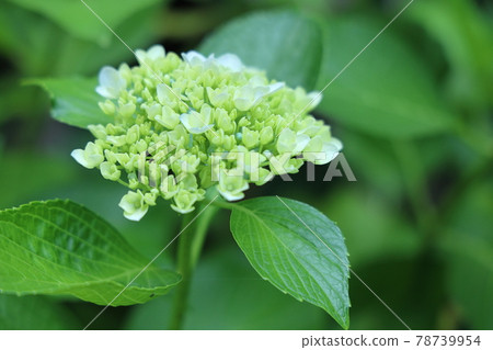 Amabiki Kannon的繡球花 Amabiki Kannon的繡球花 78739954