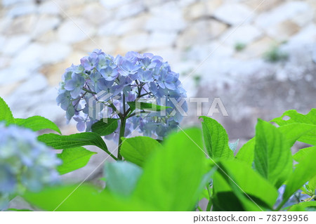 Amabiki Kannon的繡球花 78739956