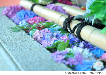 Hydrangea from Amabiki Kannon 78739958