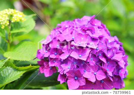 Amabiki Kannon的繡球花 78739961