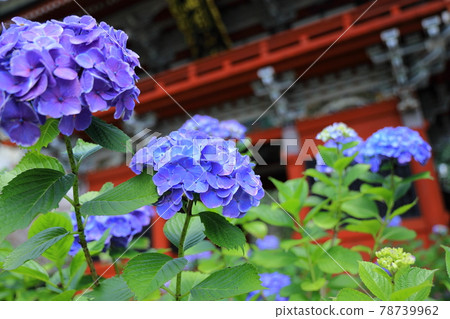 Amabiki Kannon的繡球花 Amabiki Kannon的繡球花 78739962