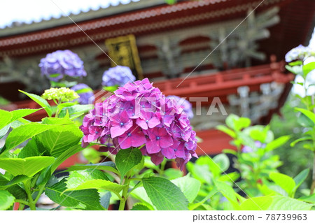 Hydrangea from Amabiki Kannon Hydrangea from Amabiki Kannon 78739963