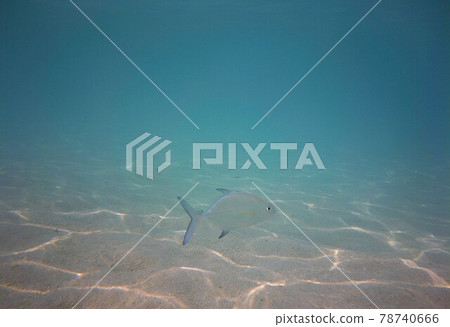 Maldivian sea and fish Maldivian sea and fish 78740666