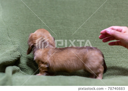 Puppy Kaninhen Dachshund Puppy Kaninhen Dachshund 78740883