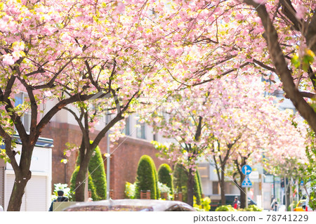 Yokohama Bay Stars Street Sakura Spring Pink Sunny Noon Morning Bright Full Bloom Kannai Nakadori Yokohama Stadium 78741229