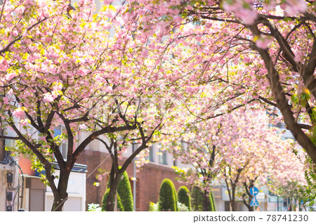 Yokohama Bay Stars Street Sakura Spring Pink Sunny Noon Morning Bright Full Bloom Kannai Nakadori Yokohama Stadium Yokohama Bay Stars Street Sakura Spring Pink Sunny Noon Morning Bright Full Bloom Kannai Nakadori Yokohama Stadium 78741230