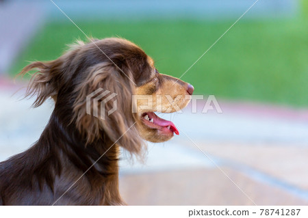 Kaninhen 臘腸犬幼犬 78741287