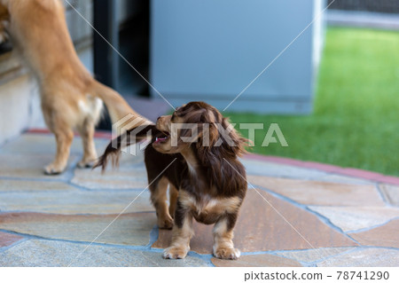 Kaninhen Dachshund Puppies Kaninhen Dachshund Puppies 78741290