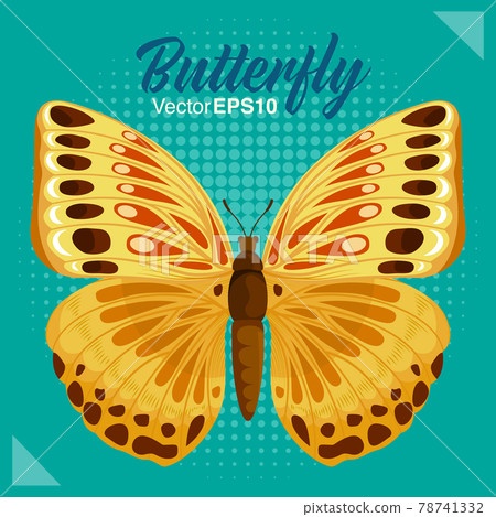 Butterfly vector illustration Butterfly vector illustration 78741332