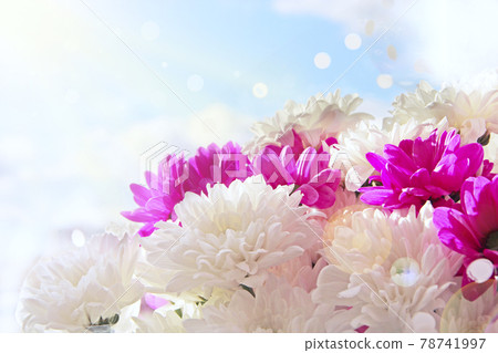 beautifully designed bouquet of white and red chrysanthemums on light background 78741997