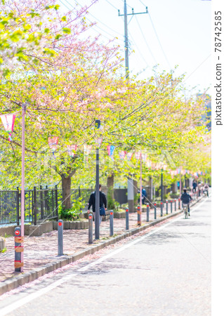 Yokohama Hinodecho Ookagawa Sakura Spring Pink Sunny Noon Morning Bright Namiki Riverside walk 78742585