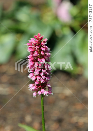 Red bistort deep pink flower spike 78743187