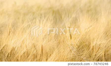 Field of wheat closeup with long fuzzy beards 78743246