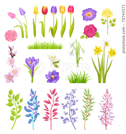 Tulips and Roses, Jasmine and Snowdrop Plants Tulips and Roses, Jasmine and Snowdrop Plants 78743571