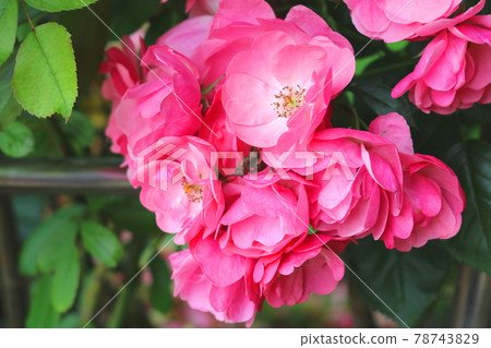 Rose Rose 78743829