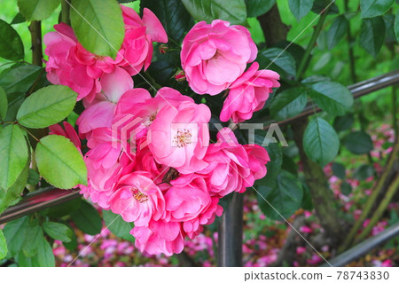 Rose Rose 78743830