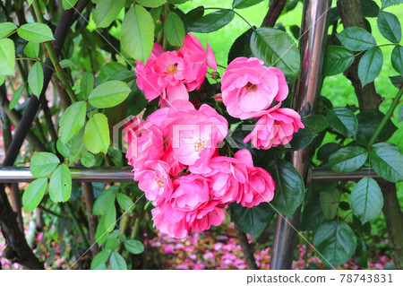 Rose 78743831