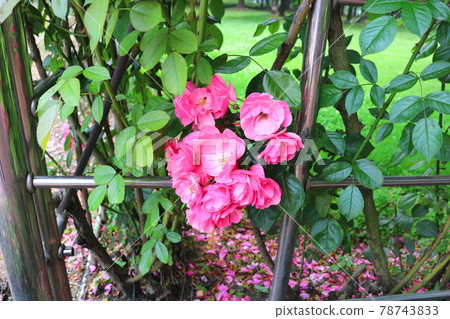 Rose Rose 78743833