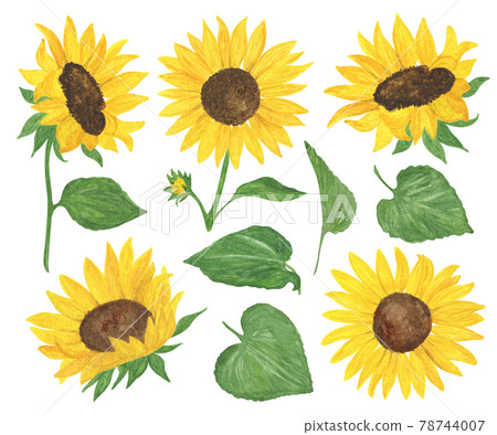 Sunflower leaf store