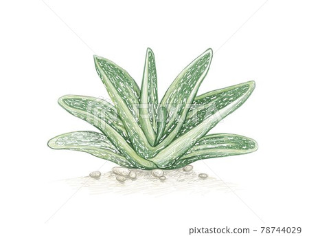 Hand Drawn Sketch of Little Warty Succulent 78744029