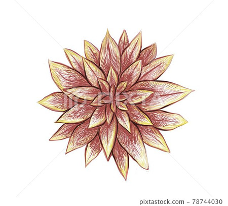 Hand Drawn Sketch of Fred Ives Succulent Hand Drawn Sketch of Fred Ives Succulent 78744030