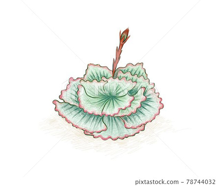 Hand Drawn Sketch of Echeveria Succulent 78744032