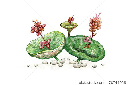 Hand Drawn Sketch of Crassula Umbella Succulents Plant 78744038
