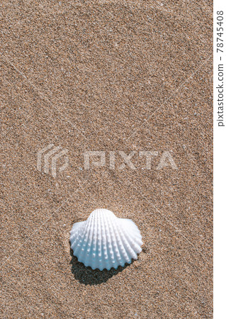 Summer concept background with seashells, shells on sand tropical sea beach. Design of summer vacation holiday concept. 78745408