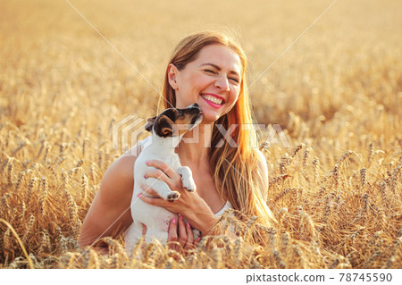 Young woman holds Jack Russell terrier puppy on her hands, laughing, dog is licking her cheeks and chin, sunset lit wheat field in background. Young woman holds Jack Russell terrier puppy on her hands, laughing, dog is licking her cheeks and chin, sunset lit wheat field in background. 78745590