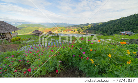 Paddy rice terraces with flowers and water reflection, green agricultural fields in countryside, mountain hills valley, Pabongpieng, Chiang Mai, Thailand. Nature landscape. Crops harvest. 78745837