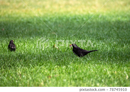Portrait of two blackbirds with an earthworm in its beak standing in the grass Portrait of two blackbirds with an earthworm in its beak standing in the grass 78745910