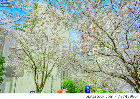 [東京街景]六本木櫻坂櫻坂 78745960
