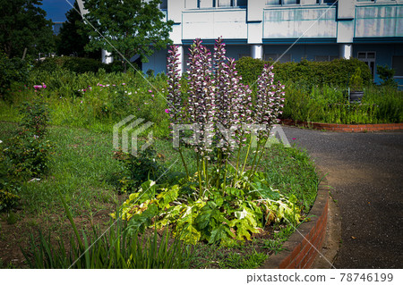 Acanthus Morris blooming in the park Acanthus Morris blooming in the park 78746199