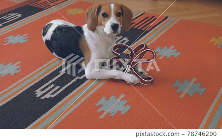 Cute little beagle with leash is waiting to go for walk. Beagle holding a nylon leash in its paws Cute little beagle with leash is waiting to go for walk. Beagle holding a nylon leash in its paws 78746200